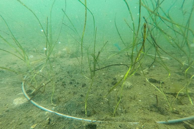 Forskere gør nyt forsøg på at redde trængt fjord med ålegræs