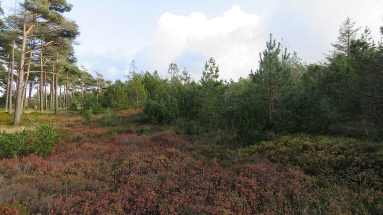 Fanø og Thy får mere urørt skov