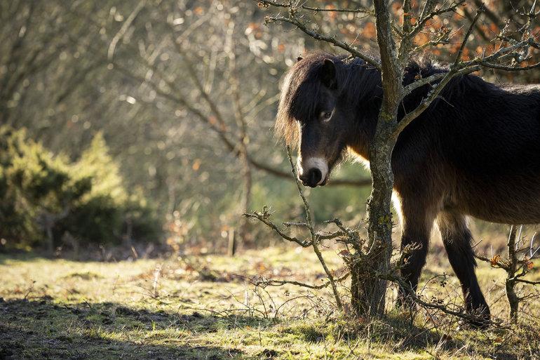 Naturstyrelsen går i gang med at lede efter mulige nationalparker