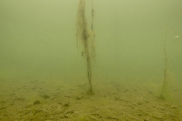 Biolog erklærer havbunden i Als Fjord helt død