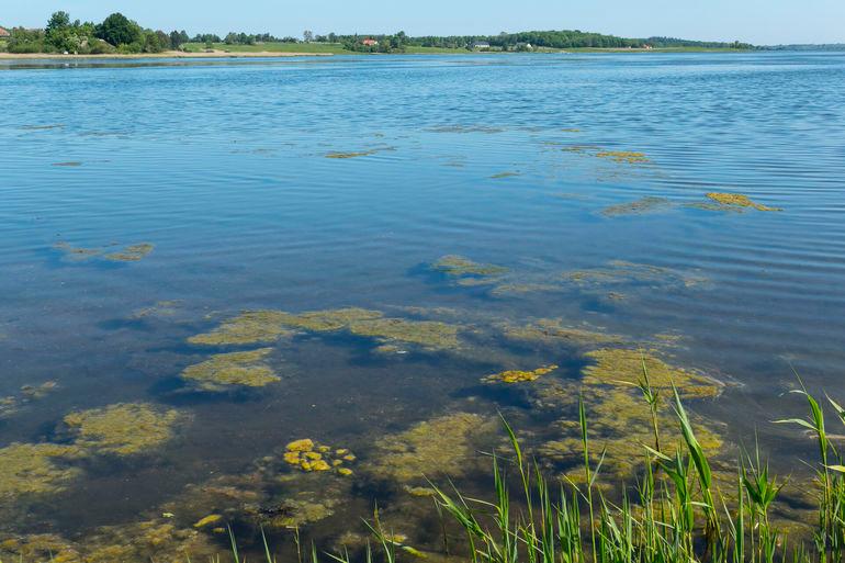 Undersøgelse: Alvorligt iltsvind i Faaborg og Haderslev fjord